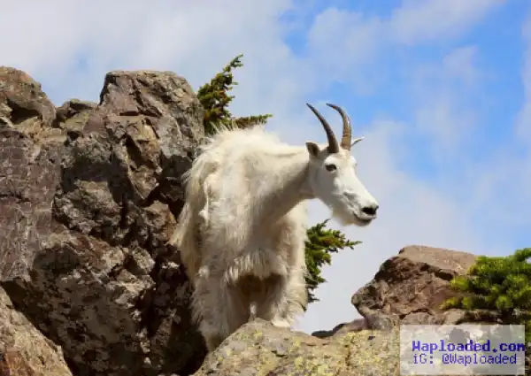 Goat Commits Suicide After Being Harassed By Tourists Who Were Taking Photos